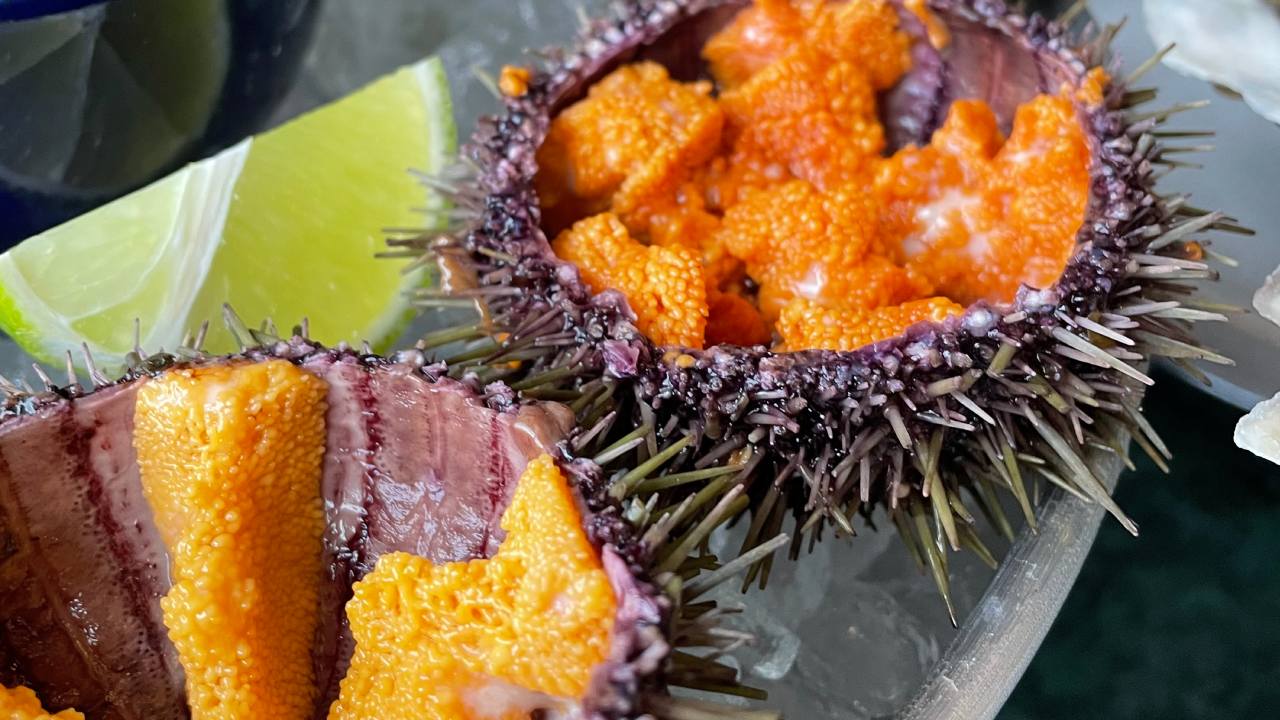 Колючий деликатес: как морские ежи покорили мир